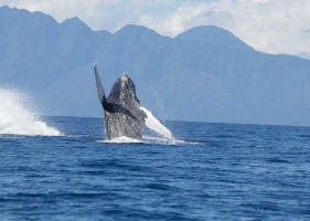 ที่เที่ยวเกาะพีพีที่ไม่ได้มีดีเเค่ทะเลสวย แต่มีโอกาสเจอวาฬหายากด้วยนะ