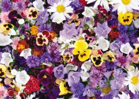 Beautiful Flowers  Wallpapers 56