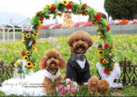 รูปแต่งงานที่น่ารักที่สุดในโลกของน้องหมา