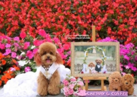 รูปแต่งงานที่น่ารักที่สุดในโลกของน้องหมา