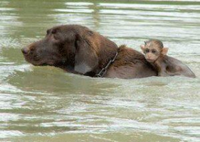 ลิงกับหมาพึ่งพาอาศัยกัน หนีน้ำท่วมในไทย